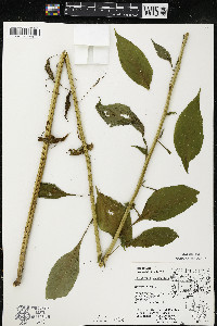 Campanulastrum americanum image