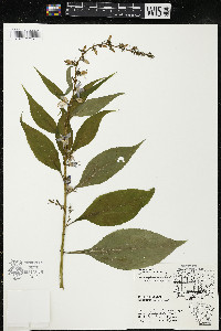 Campanulastrum americanum image