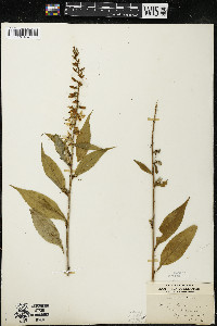 Campanulastrum americanum image