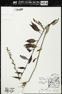 Campanulastrum americanum image