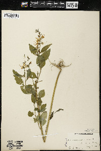 Campanulastrum americanum image