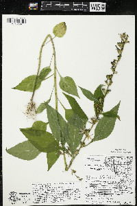 Campanulastrum americanum image