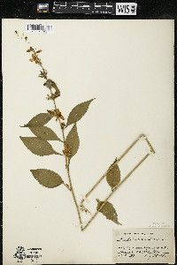 Campanulastrum americanum image