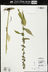 Campanulastrum americanum image