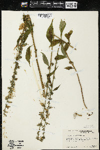 Campanulastrum americanum image