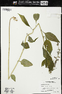 Campanulastrum americanum image