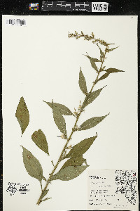 Campanulastrum americanum image