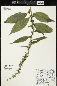 Campanulastrum americanum image