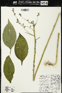 Campanulastrum americanum image