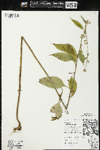 Campanulastrum americanum image