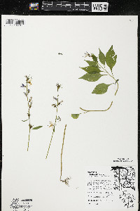 Campanulastrum americanum image