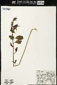 Campanulastrum americanum image