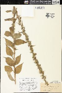 Campanulastrum americanum image