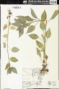 Campanulastrum americanum image