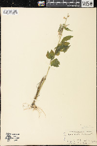 Campanulastrum americanum image