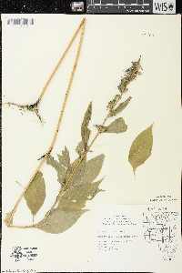 Campanulastrum americanum image