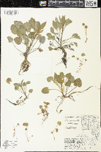 Campanulastrum americanum image