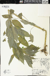 Campanulastrum americanum image