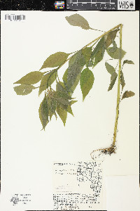 Campanulastrum americanum image