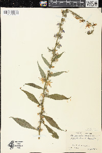 Campanulastrum americanum image