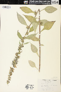 Campanulastrum americanum image