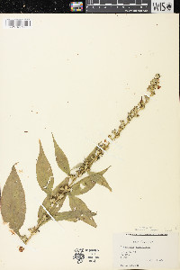 Campanulastrum americanum image