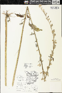 Campanulastrum americanum image