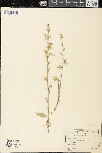 Campanulastrum americanum image