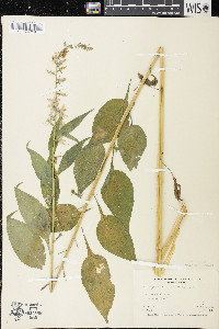 Campanulastrum americanum image