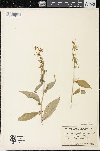 Campanulastrum americanum image