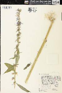 Campanulastrum americanum image