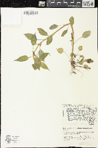 Campanulastrum americanum image