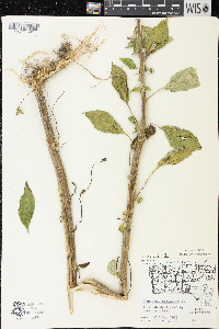 Campanulastrum americanum image