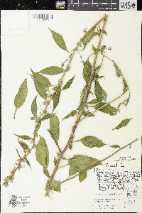 Campanulastrum americanum image