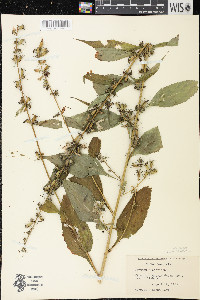 Campanulastrum americanum image