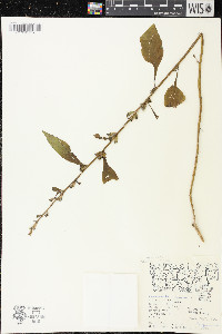 Campanulastrum americanum image