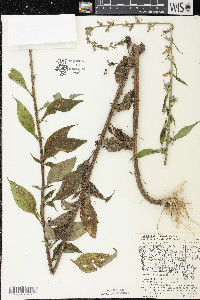 Campanulastrum americanum image