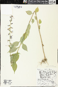 Campanulastrum americanum image