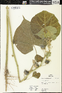 Abutilon theophrasti image