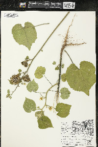 Abutilon theophrasti image