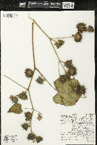 Abutilon theophrasti image