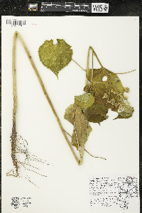 Abutilon theophrasti image