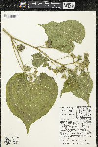 Abutilon theophrasti image