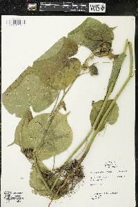 Abutilon theophrasti image