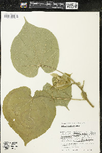 Abutilon theophrasti image