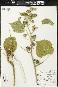 Abutilon theophrasti image