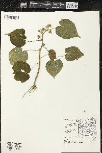 Abutilon theophrasti image