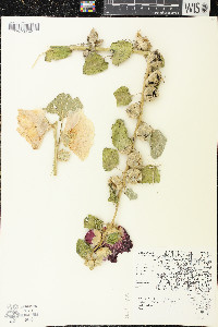 Alcea rosea image