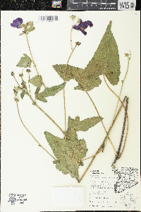 Callirhoe triangulata image