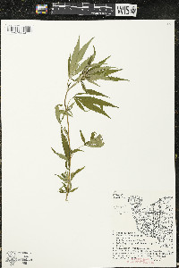 Cannabis sativa image